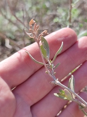 Atriplex verrucifera
