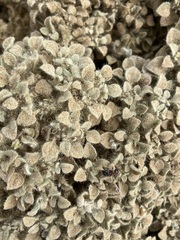 Pogonomyrmex rugosus