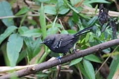 Formicivora acutirostris