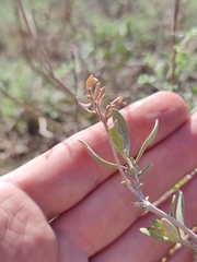 Atriplex verrucifera
