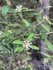 Pimelea drupacea