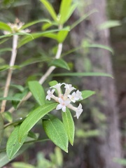 Pimelea drupacea