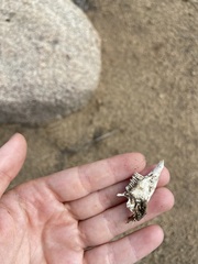 Sylvilagus audubonii