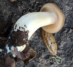 Entoloma ferruginans