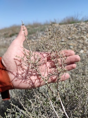 Halocnemum strobilaceum