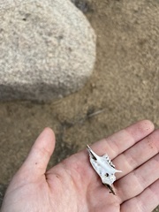 Sylvilagus audubonii