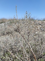 Halocnemum strobilaceum