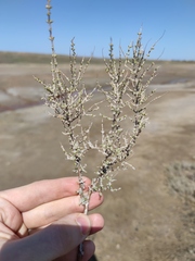 Halocnemum strobilaceum