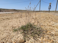 Limonium suffruticosum