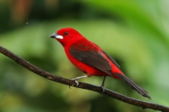 Ramphocelus bresilius