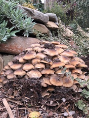 Pholiota terrestris