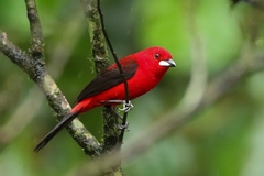 Ramphocelus bresilius