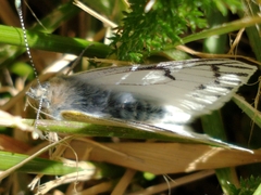 Tatochila