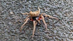 Poltys illepidus