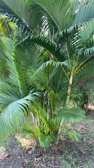 Dypsis lutescens