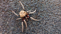 Poltys illepidus