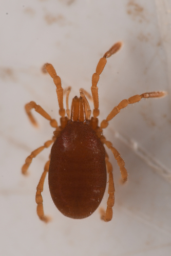 Holosiro acaroides · iNaturalist Chile