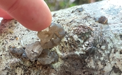 Exidia novozealandica