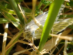 Tatochila