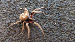 Poltys illepidus