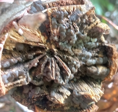 Exidia novozealandica