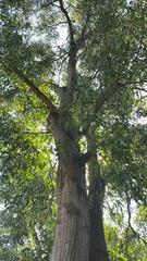 Acacia auriculiformis