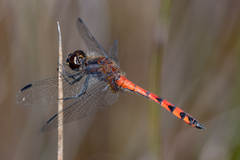 Austrothemis nigrescens