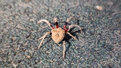 Poltys illepidus