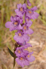 Penstemon secundiflorus