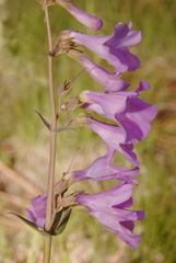 Penstemon secundiflorus