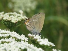Satyrium acaciae