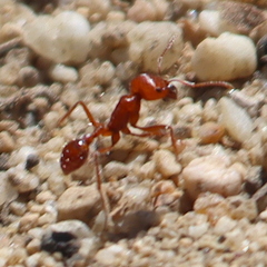Pogonomyrmex californicus