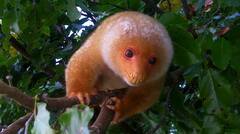 Common Spotted Cuscus photo 2