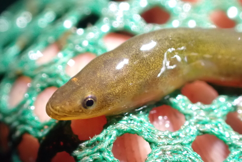 Representative image of Anguilla