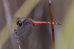 Austrothemis nigrescens