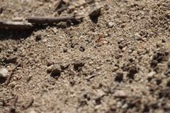 Pogonomyrmex californicus
