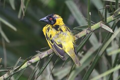 Ploceus cucullatus bohndorffi