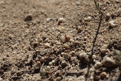 Pogonomyrmex californicus