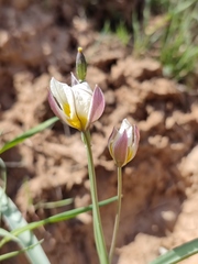Tulipa biflora