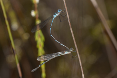 Austrolestes minjerriba