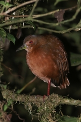 Amaurolimnas concolor