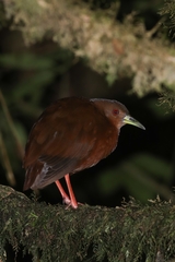 Amaurolimnas concolor