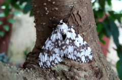 Lymantria fuliginosa