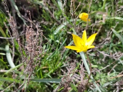 Tulipa sylvestris australis