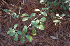 Rubus cuneifolius