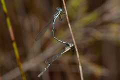 Austrolestes minjerriba