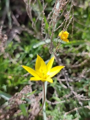 Tulipa sylvestris australis