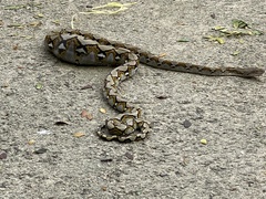 Malayopython reticulatus