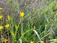 Tulipa sylvestris australis