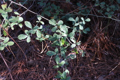 Rubus cuneifolius